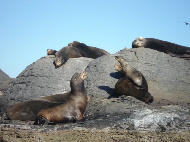 Colonia de lobos marinos
